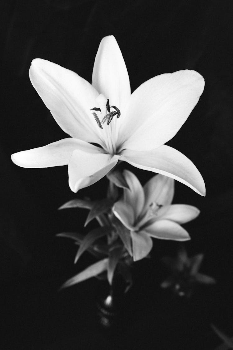 Lily Flower In Black And White