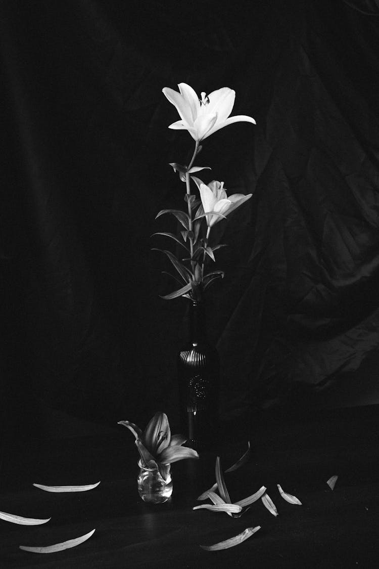 Lily Flower In Black And White