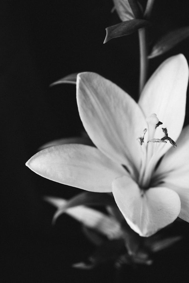 Flower Of Lily In Black And White