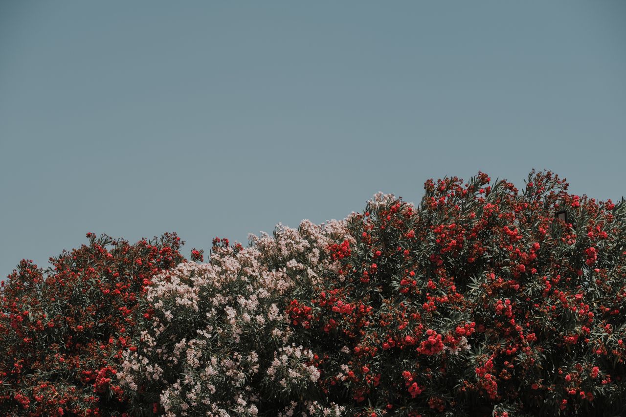 red and white oleander bushes thriving under a clear blue sky showcasi