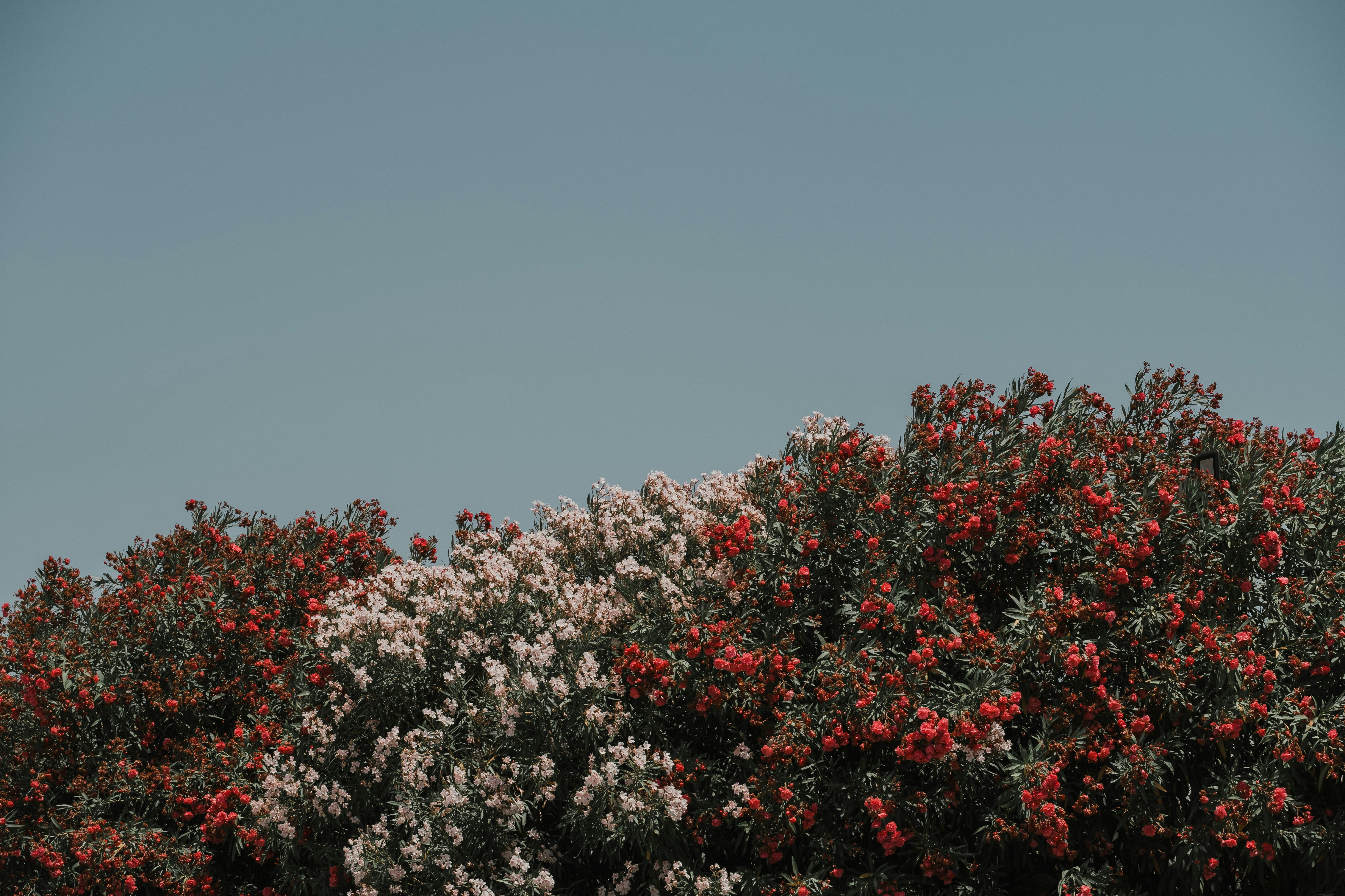 Gratis lagerfoto af årstidsbestemt, bane, blå himmel Lagerfoto