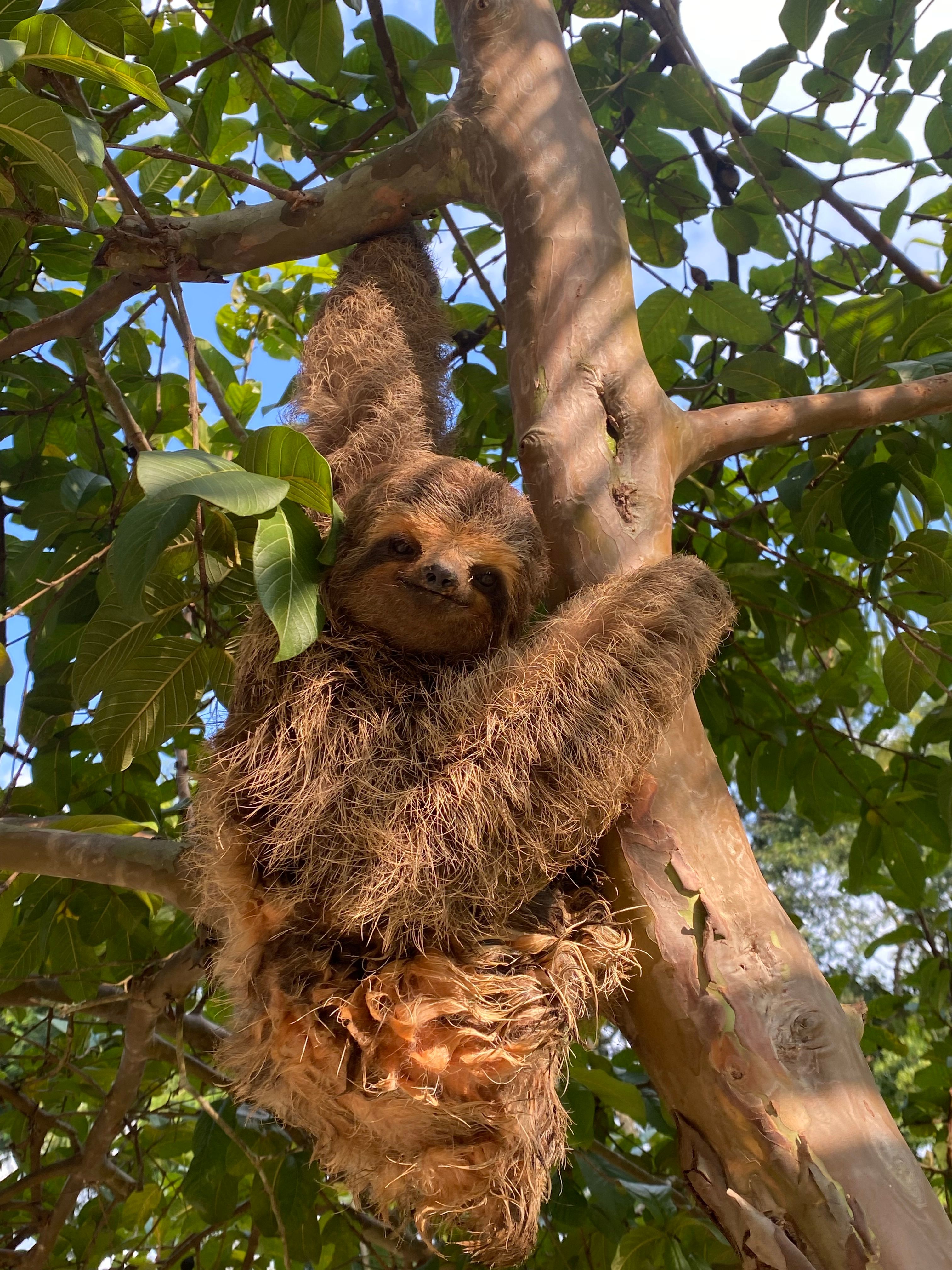 Sloth Trail