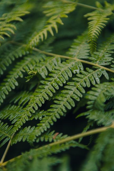 Close-up image of lush green fern leaves showcasing intricate patterns in a natural setting.