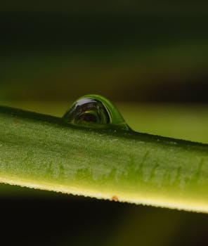 A detailed macro photograph capturing a raindrop on a vibrant green plant stem, emphasizing nature's beauty.