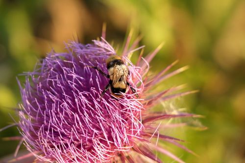 Free Detailed macro of a bumblebee sitting on a blooming purple thistle in a sunny meadow. Stock Photo