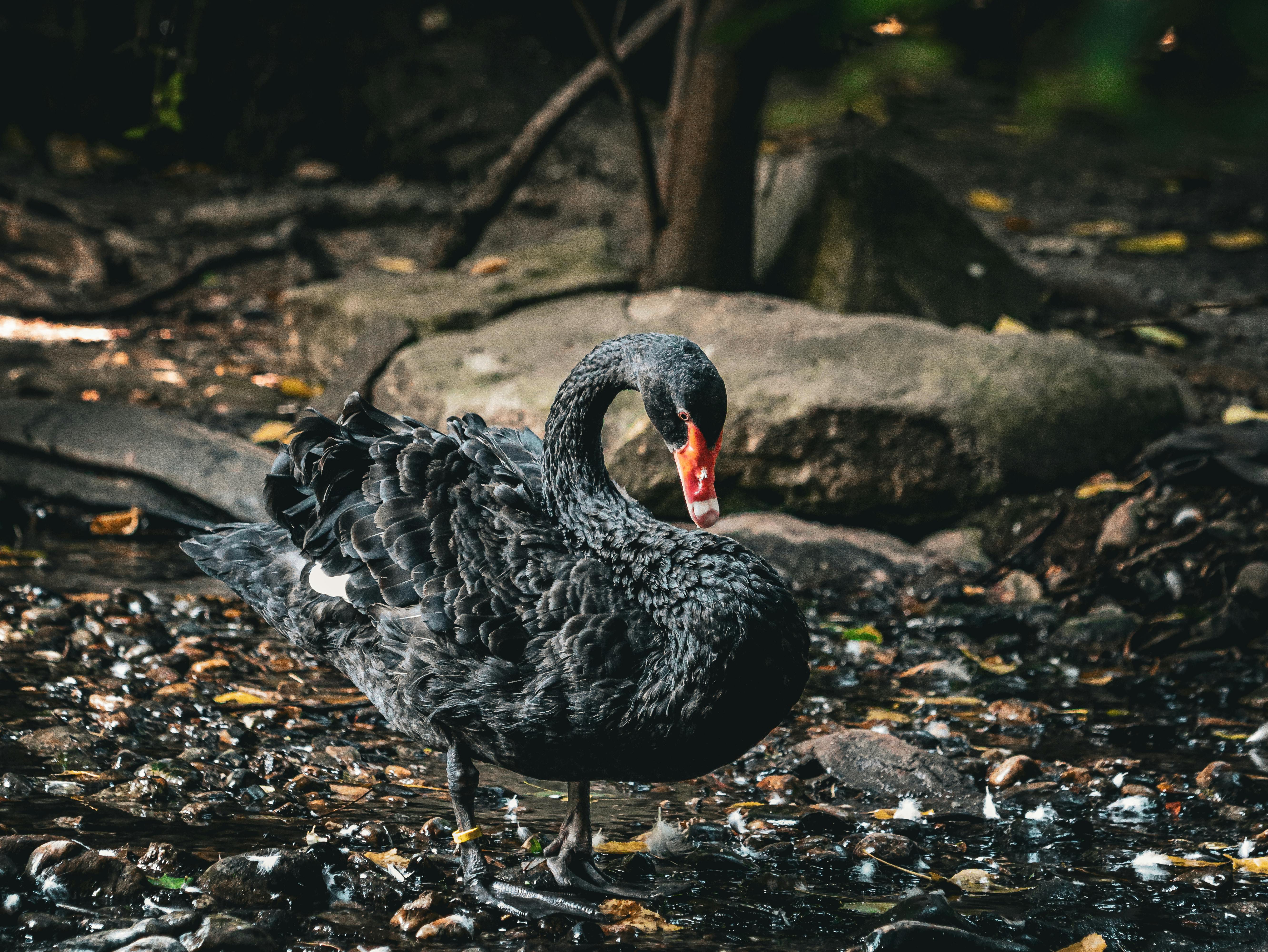 Black Swan on Lakeshore · Free Stock Photo