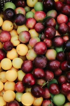 Plum Organics Super Puffs Variety 1.5 Oz Canister-8-pack