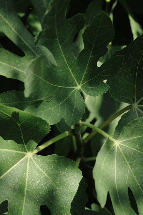 Free Detailed view of fig leaves displaying veins and texture in natural sunlight. Stock Photo