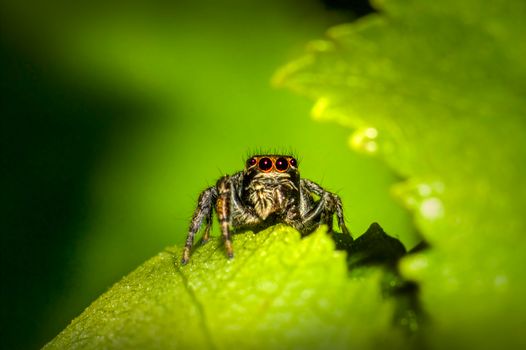 Closeup of a jumping spider with vivid eyes perched on a green leaf.