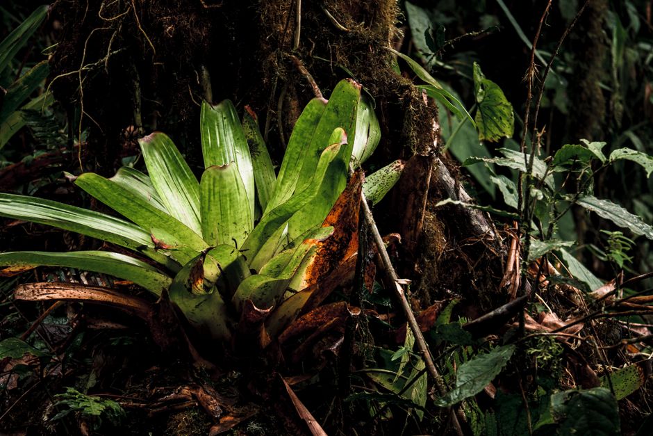 Breathtaking Full-Day Waterfalls and Caverns Tour Review: An Amazon Adventure Worth Every Minute Review 2026 - Lush bromeliad amid dense rainforest foliage, vibrant and natural.