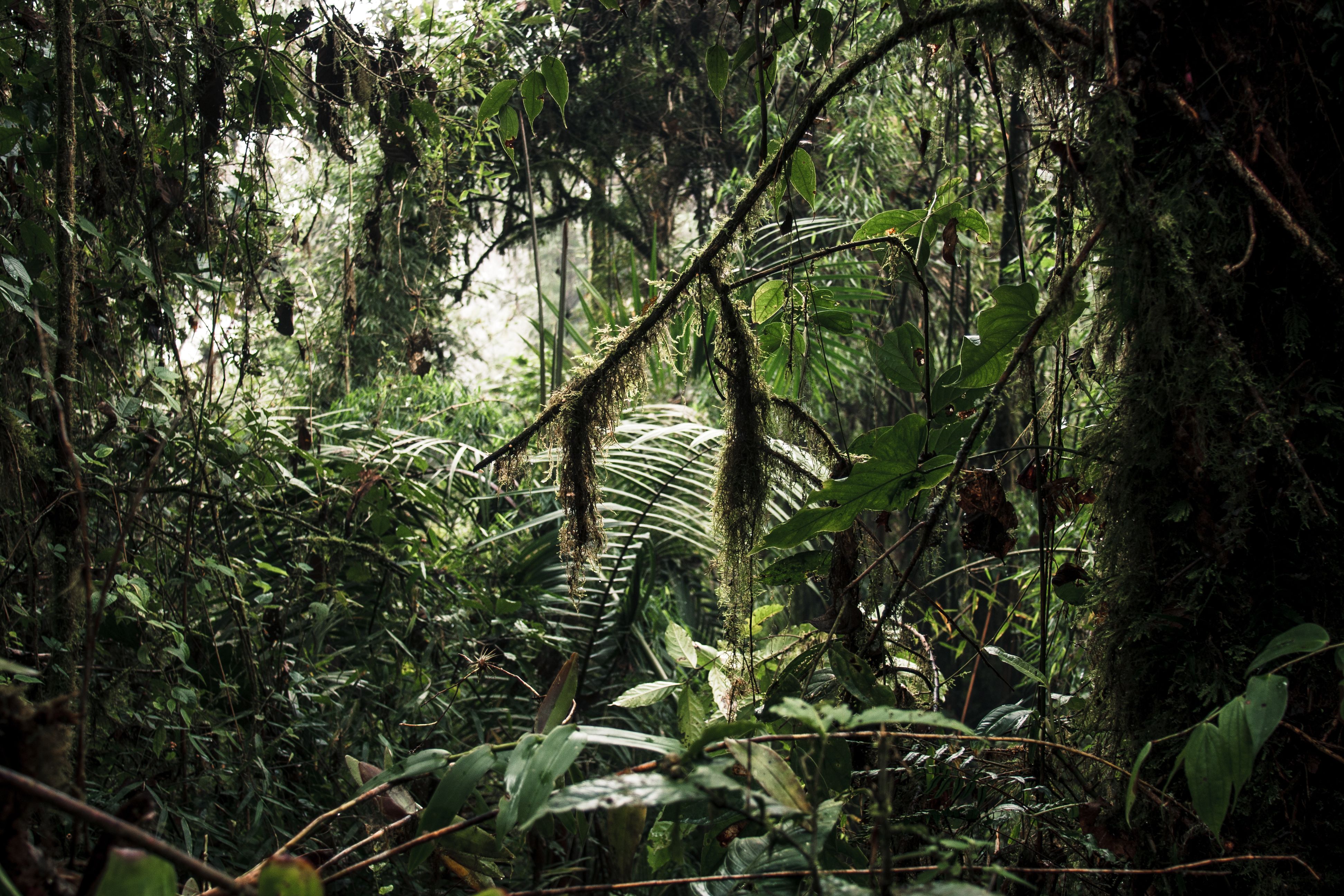 Dense jungle foliage and greenery inside Ecuador rainforest reserve