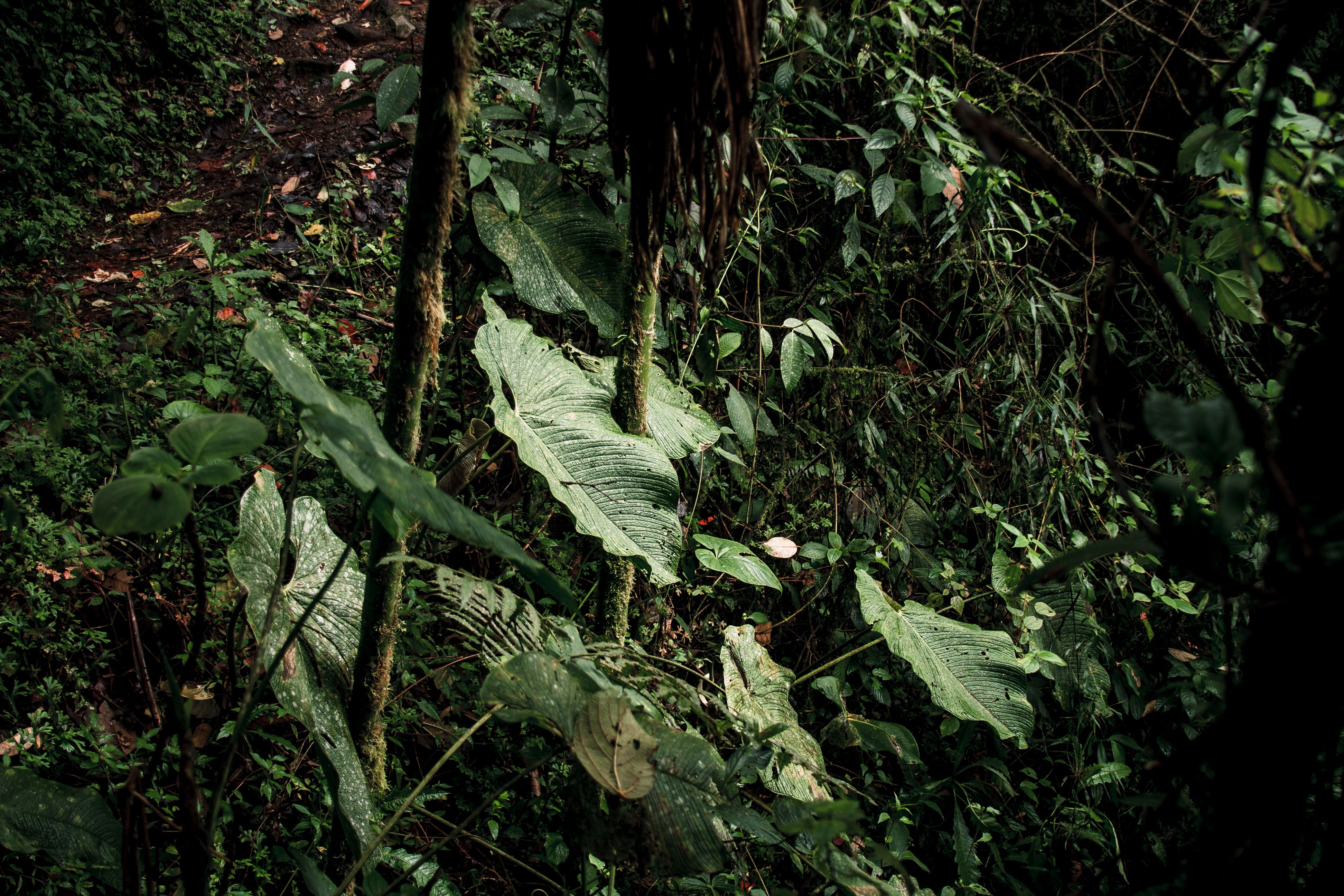 Cloud forest i obserwacja ptaków