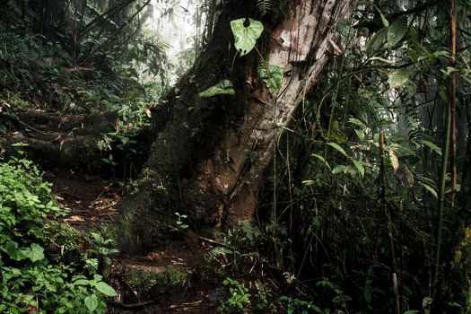 Kokoda Trail trek (8 days) — Papua New Guinea
