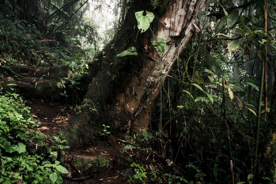 Ultimate Day tour to Pinzón Island and La Fé/Palmitas Bay with snorkeling and fishing Review 2026 - Explore a serene forest trail with lush greenery and a mysterious, misty atmosphere.