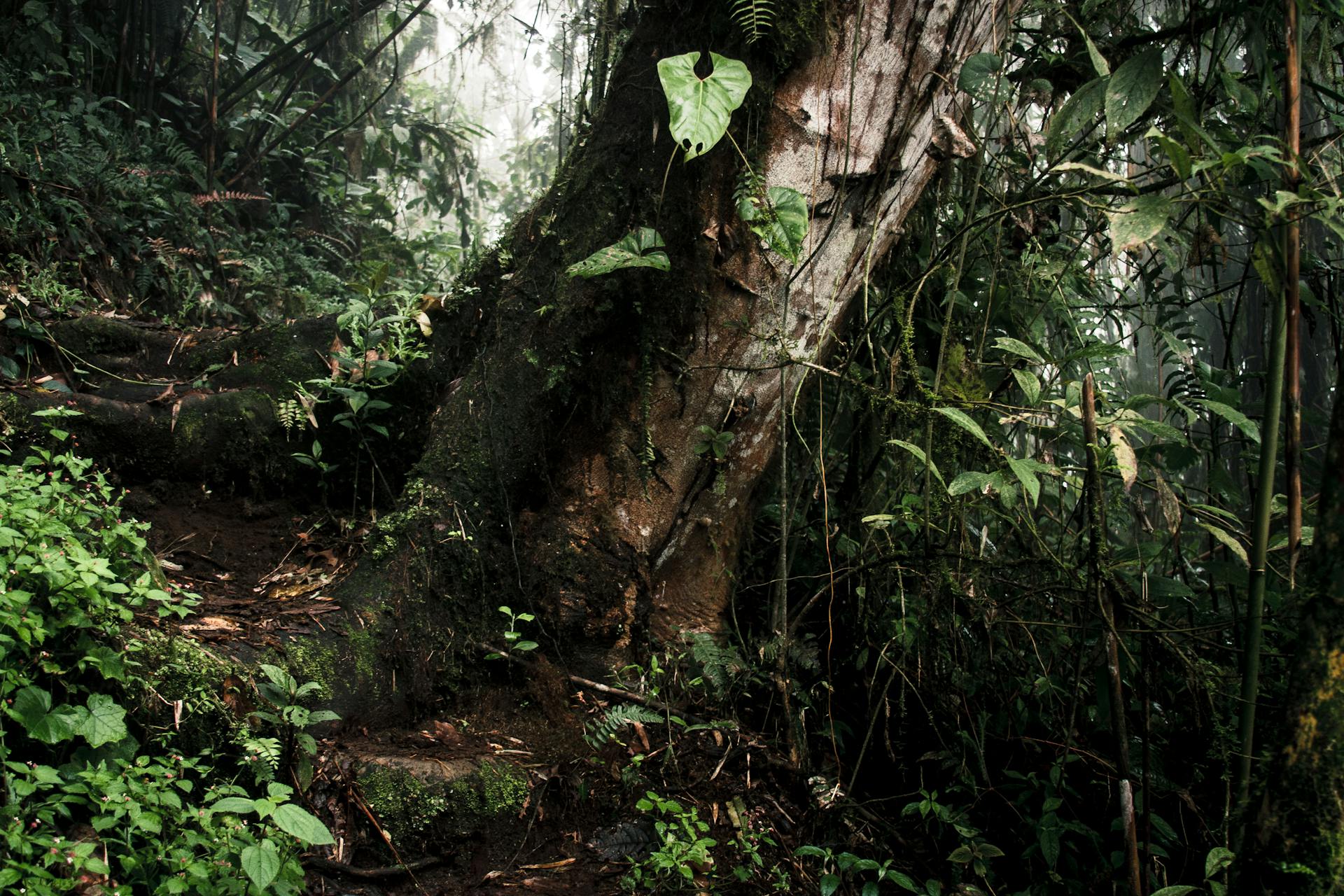 Explore a serene forest trail with lush greenery and a mysterious, misty atmosphere.