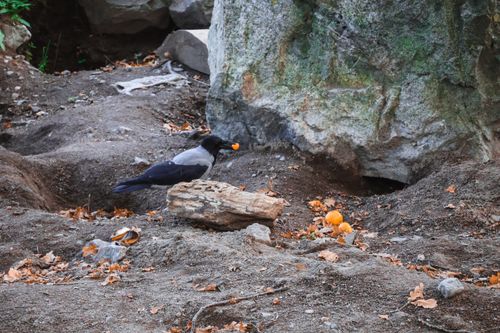 Free A hooded crow interacts with oranges on rugged terrain in Stockholm, Sweden, showcasing wildlife adaptability. Stock Photo