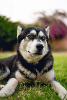 Close-up of a Siberian Husky lying on grass in a garden, showcasing its striking blue eyes.
