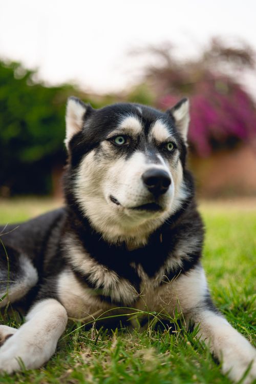 Free A Siberian Husky with blue eyes lying on a grassy lawn outdoors. Stock Photo