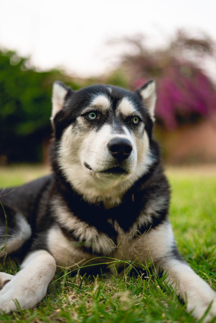 Dog Beds and Accessories
