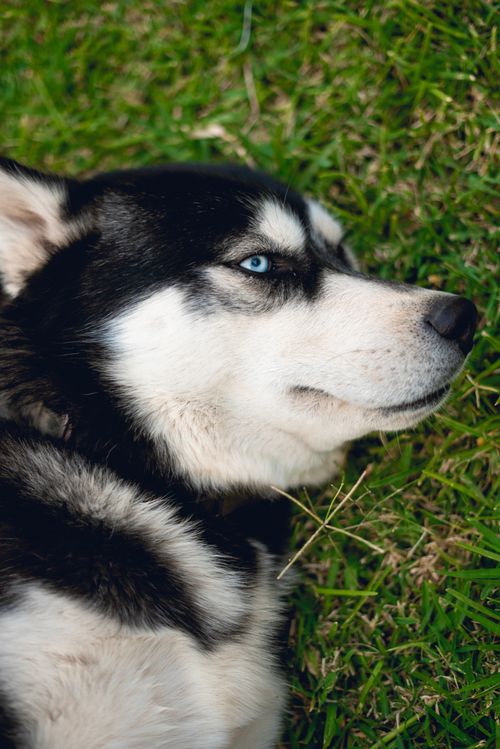 Free A Siberian Husky with striking blue eyes lying on green grass, showcasing its unique features. Stock Photo
