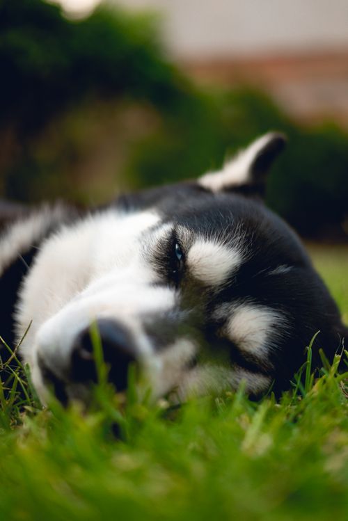 Free Close-up of a Siberian Husky resting peacefully on grass, showcasing selective focus and natural beauty. Stock Photo