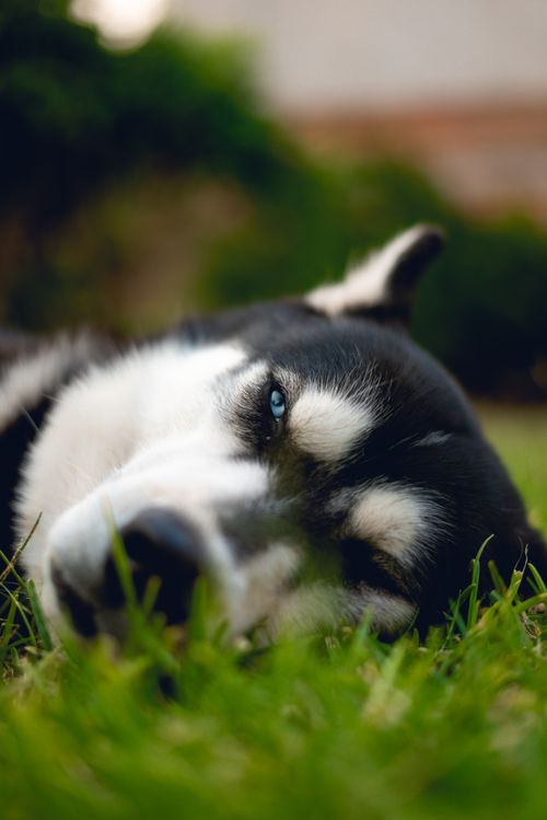 Free Close-up of a Siberian husky lying on grass, enjoying a sunny day in the park. Stock Photo