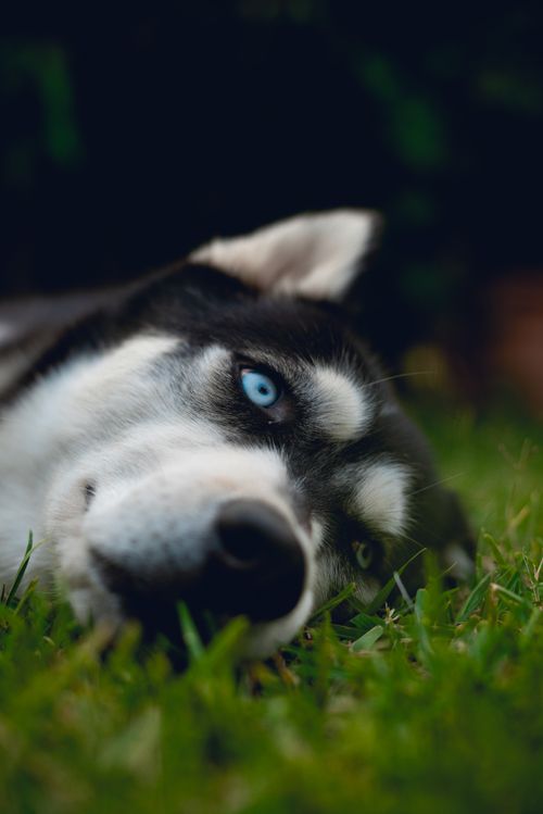 Free A blue-eyed Siberian Husky lying on green grass, captured in a serene outdoor setting. Stock Photo