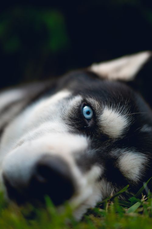Free Close-up of a Siberian Husky lying down with striking blue eyes. Selective focus highlights its eye. Stock Photo