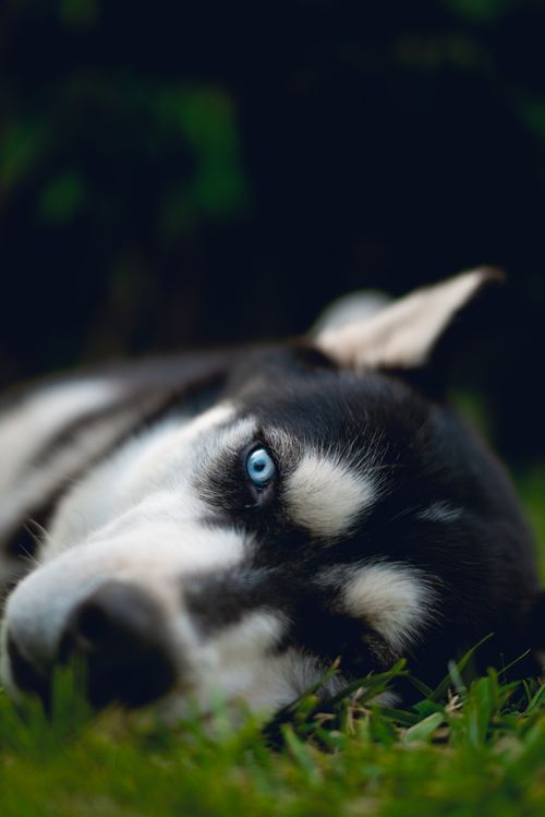 Free A serene close-up photo of a Siberian Husky with blue eyes lying on grass, captured with selective focus. Stock Photo