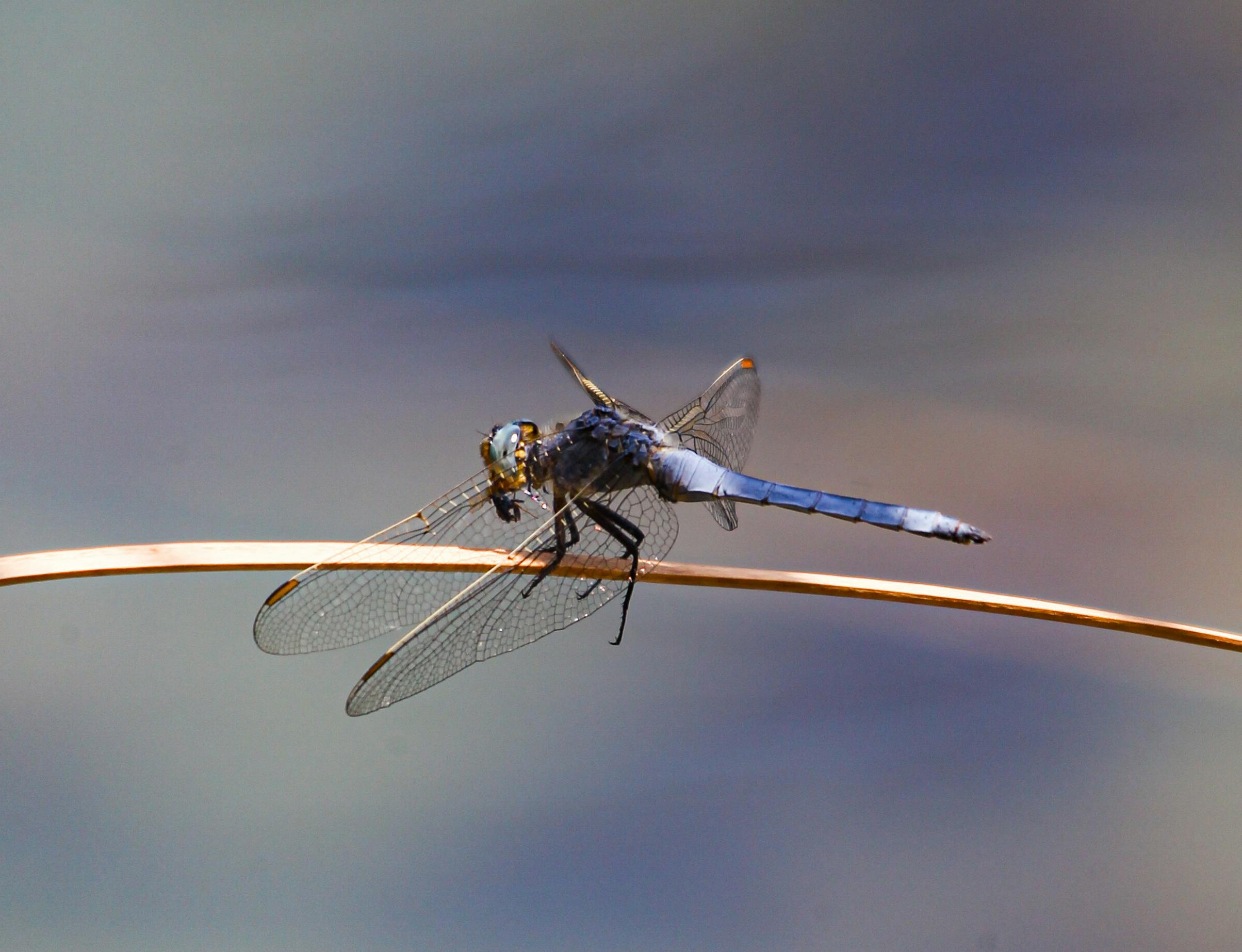 a dragonfly is perched on a twig