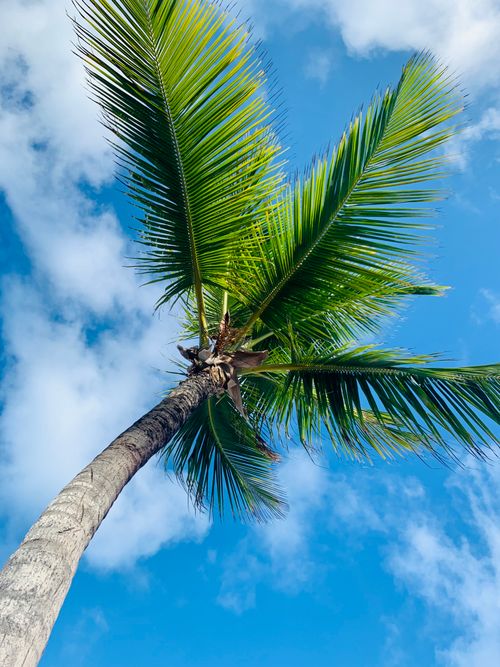 Free Vibrant palm tree with lush green leaves reaching towards a bright blue sky, captured in Punta Cana. Stock Photo