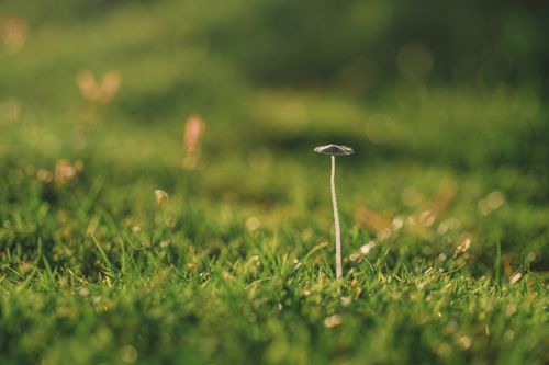 Free Solitary mushroom surrounded by lush green grass in Phan Thiet, Vietnam. Stock Photo