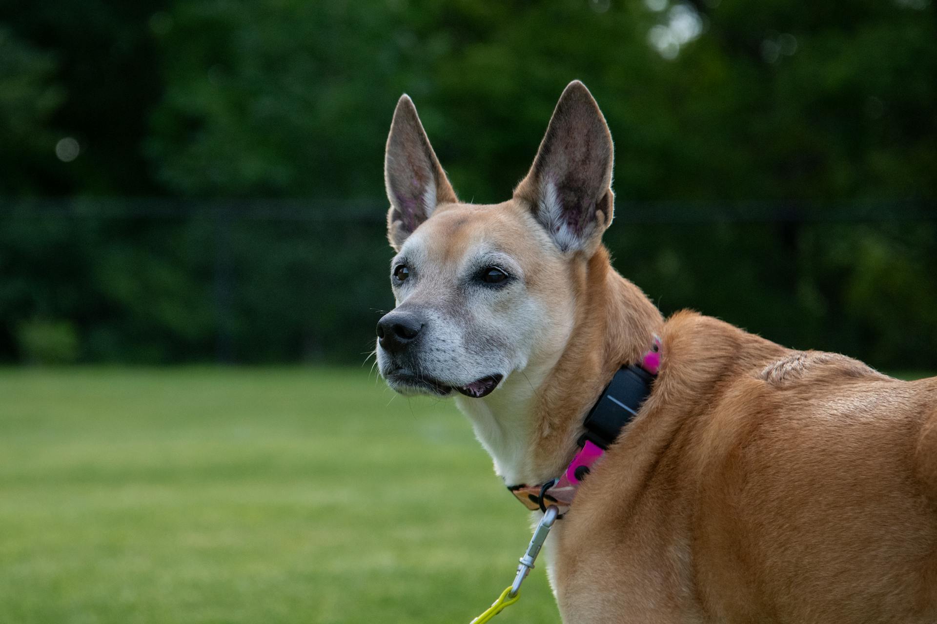 Portrait of Carolina Dog