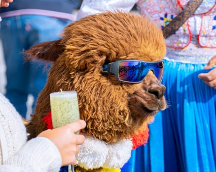 A llama wearing sunglasses enjoys a lively day in Arequipa, Peru.