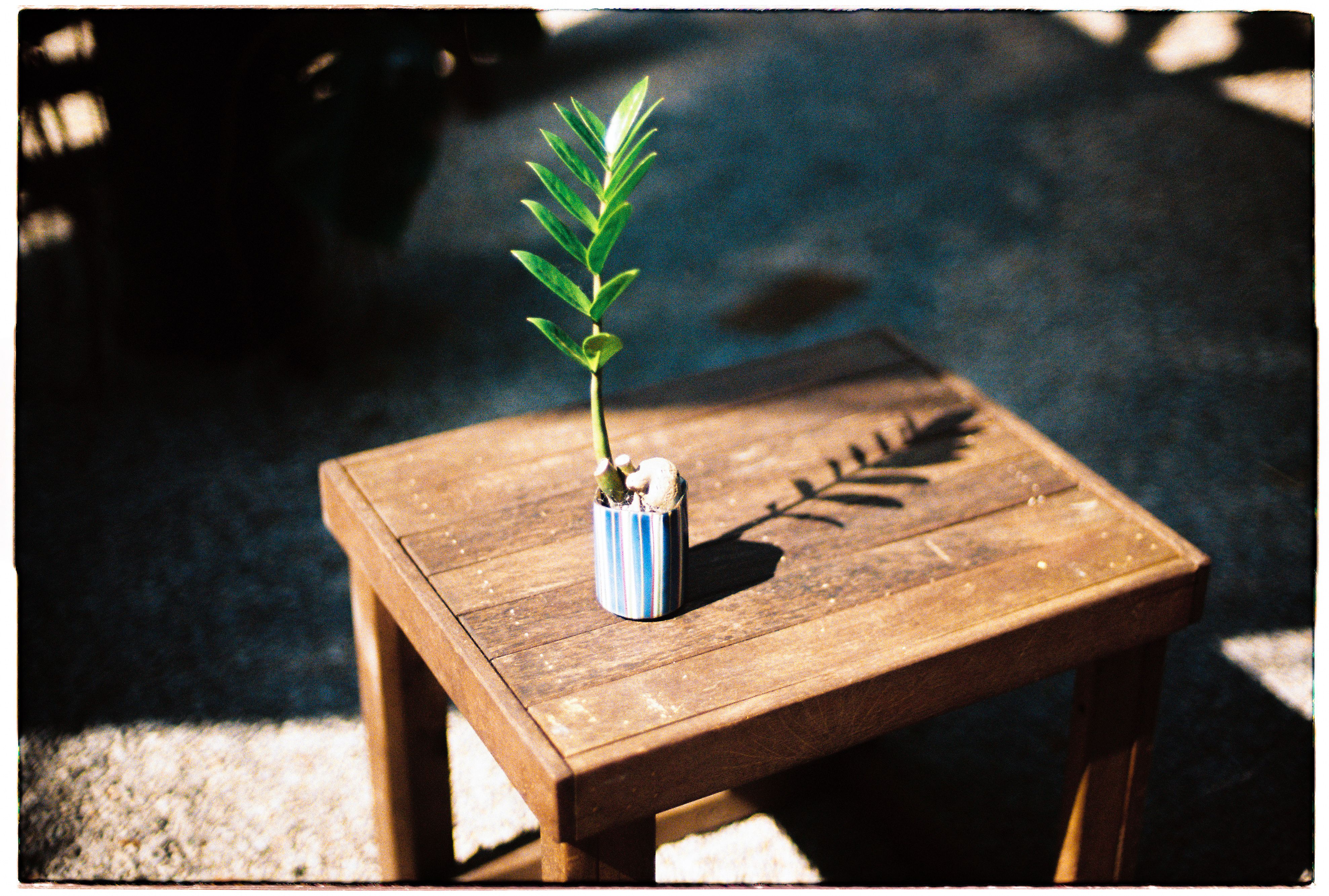 A simple green plant in striped pot casting shadow on rustic wooden table, highlighting minimalist beauty.
