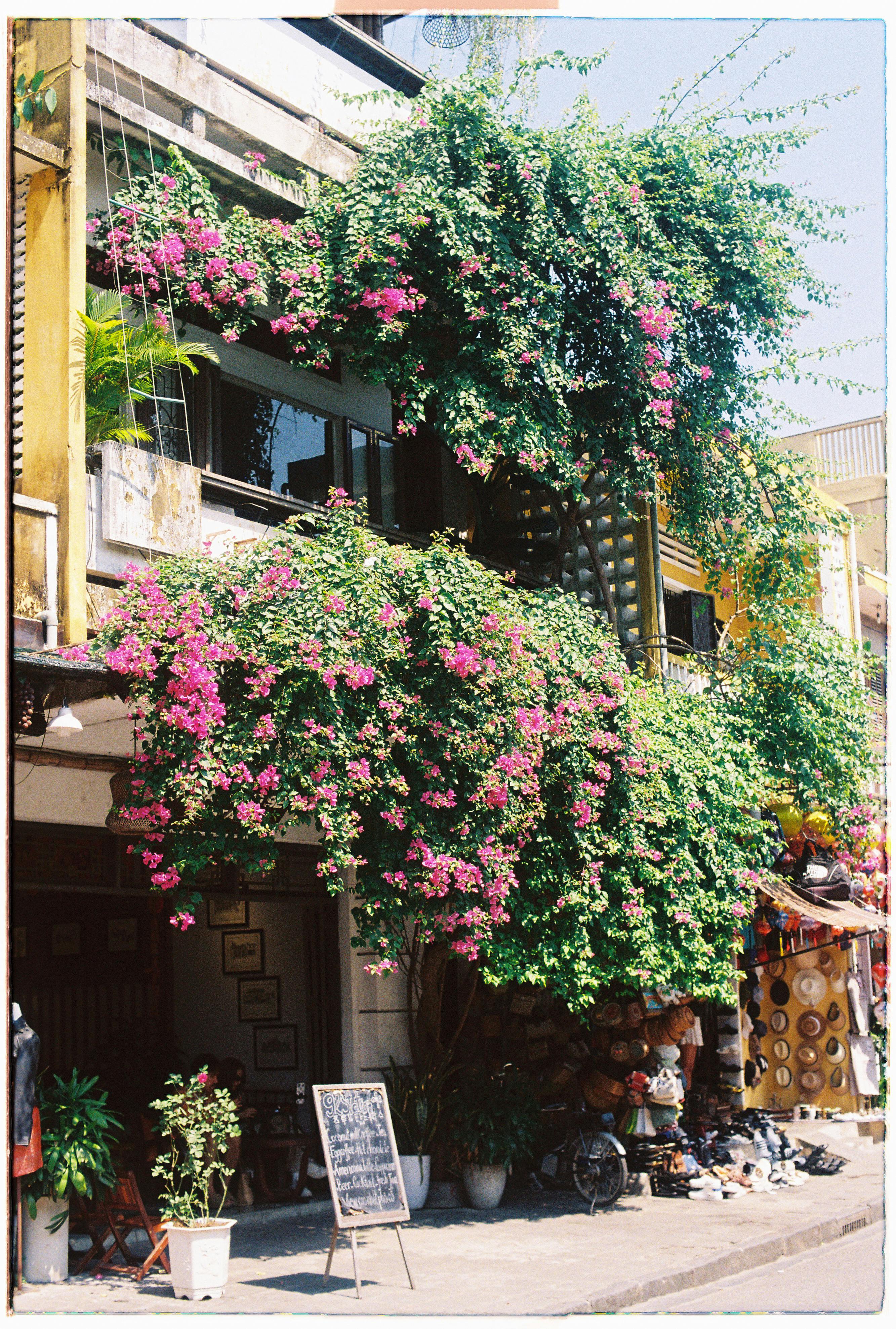 Charming street view of a flower-adorned facade in Hội An, Vietnam.
