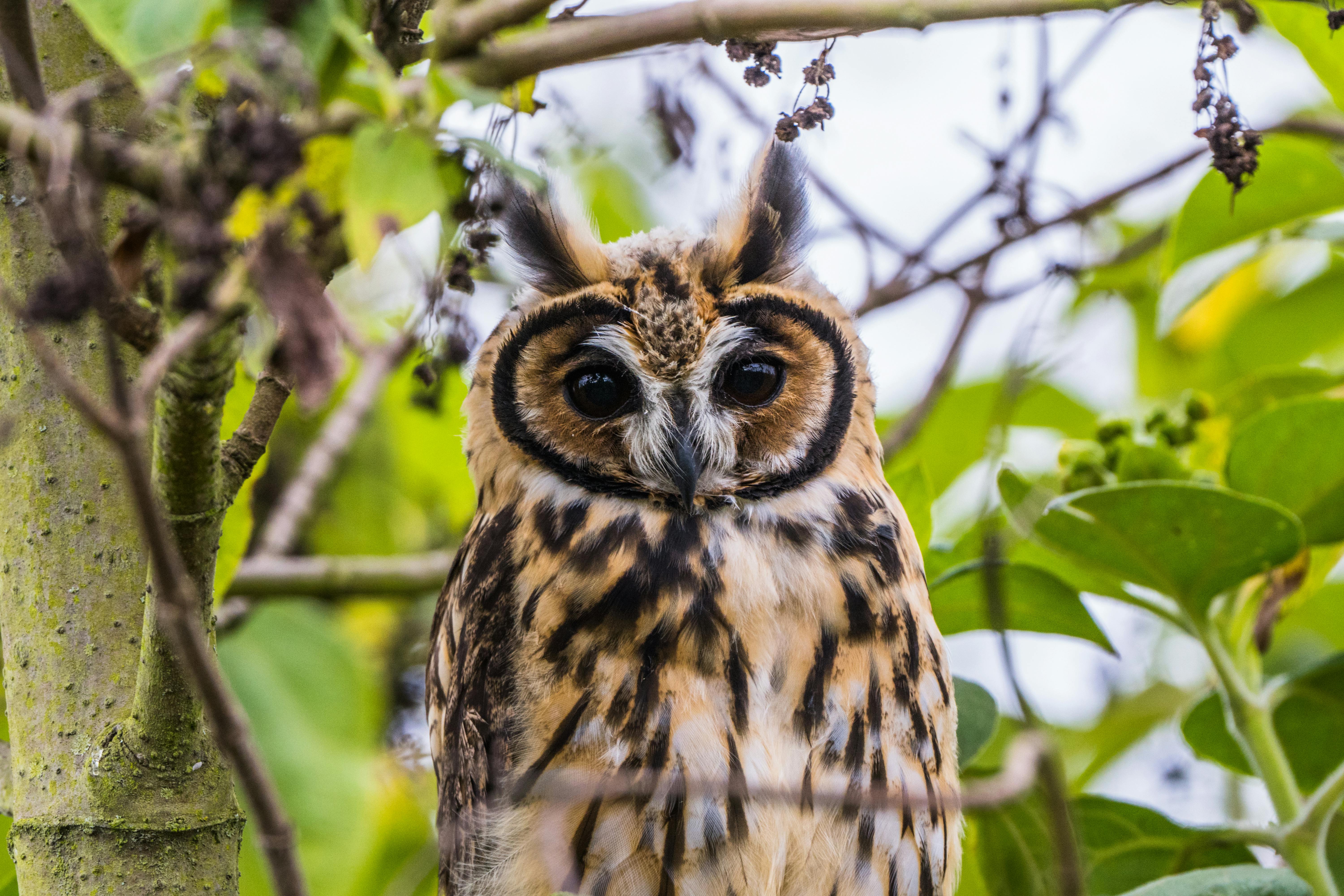 Búho listado
