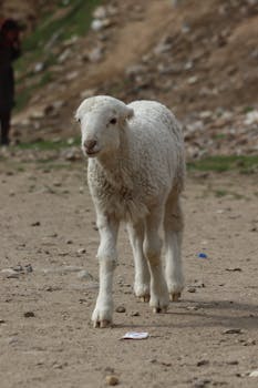 Adorable lamb walking on a rural path in Naran, Pakistan, showcasing nature's beauty.