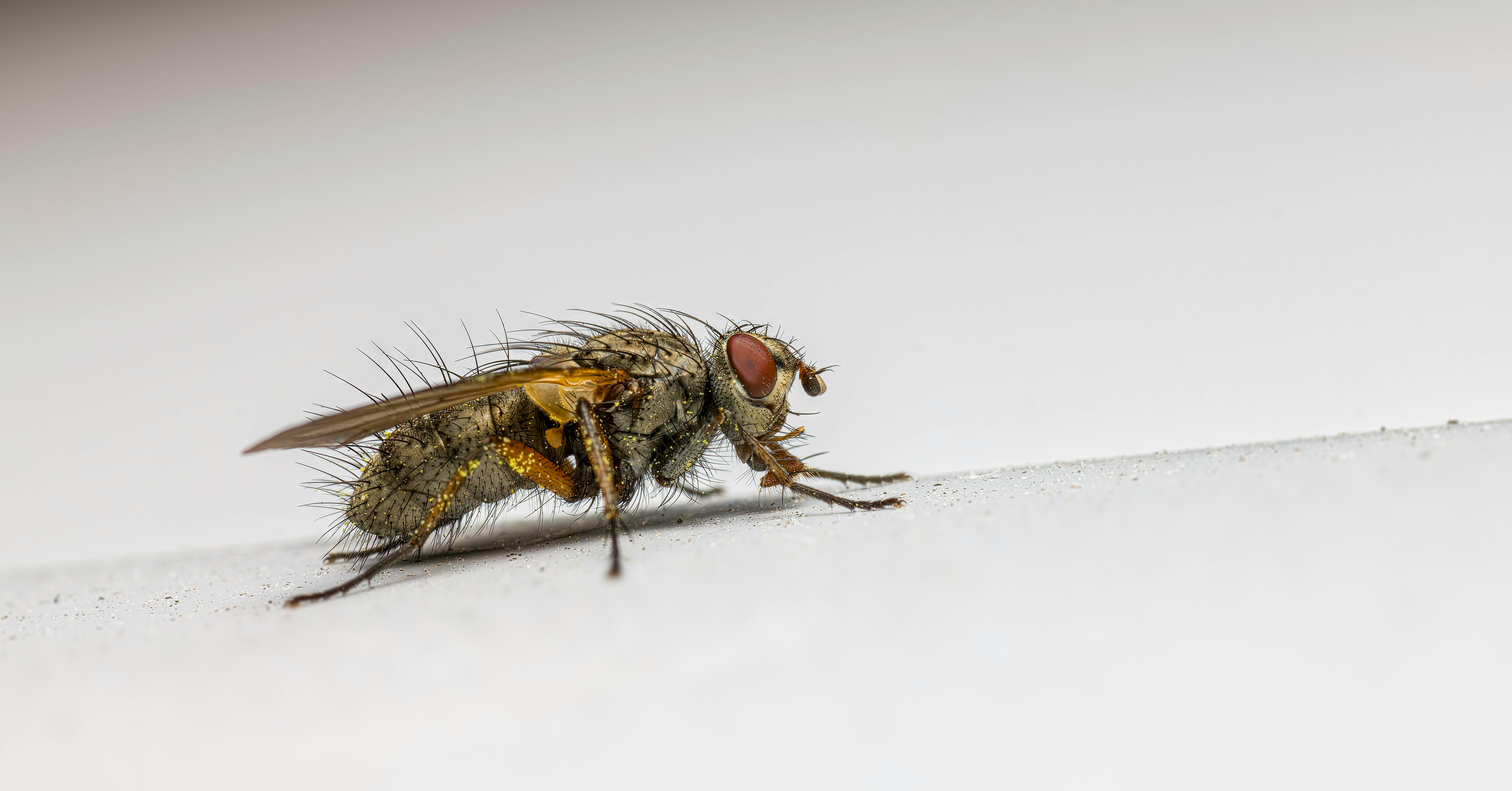 Benefits of Professional Mosquito Control