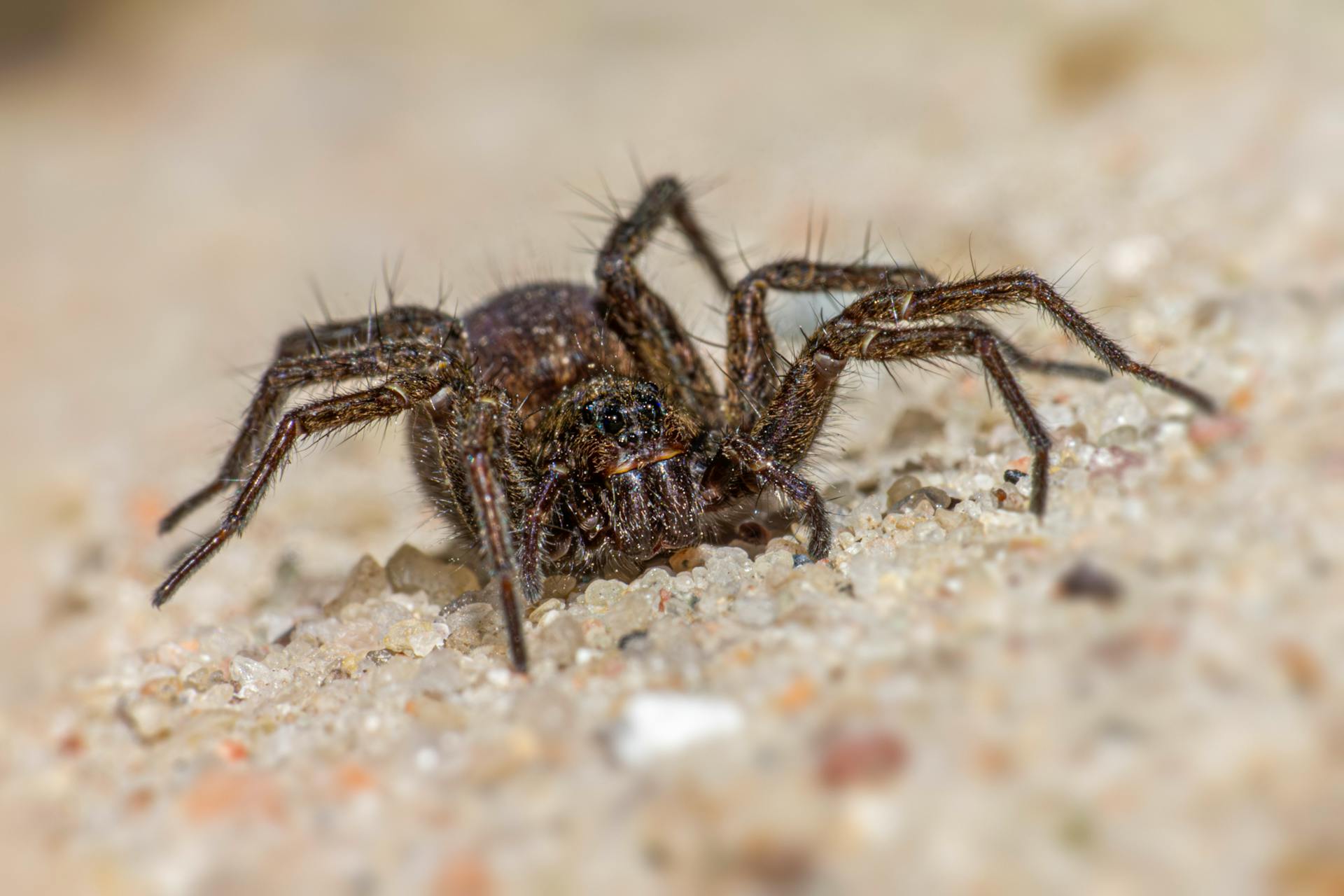 Detailed close-up of a wolf spider showcasing its texture and habitat on a sandy surface.
