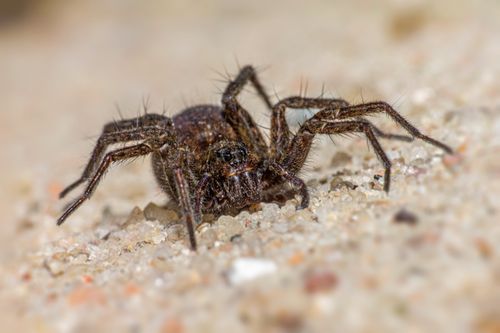 Free Detailed close-up of a wolf spider showcasing its texture and habitat on a sandy surface. Stock Photo