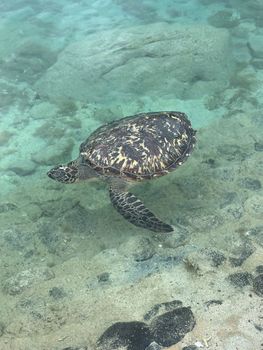 A close-up shot of a hawksbill turtle swimming gracefully in clear tropical waters.