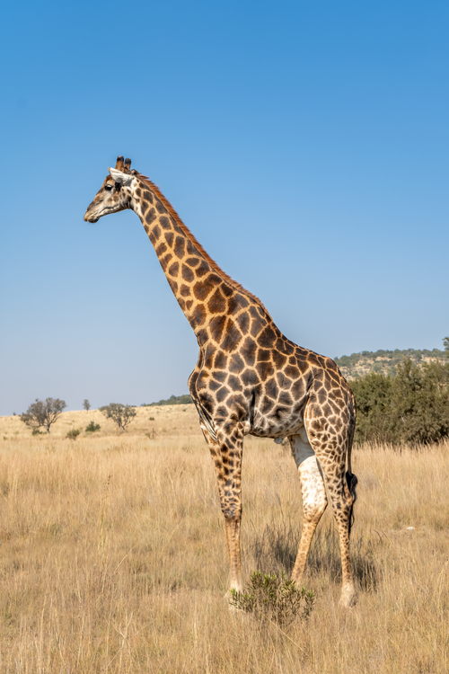 Free A majestic giraffe standing tall in the golden grasslands of the African savanna. Stock Photo