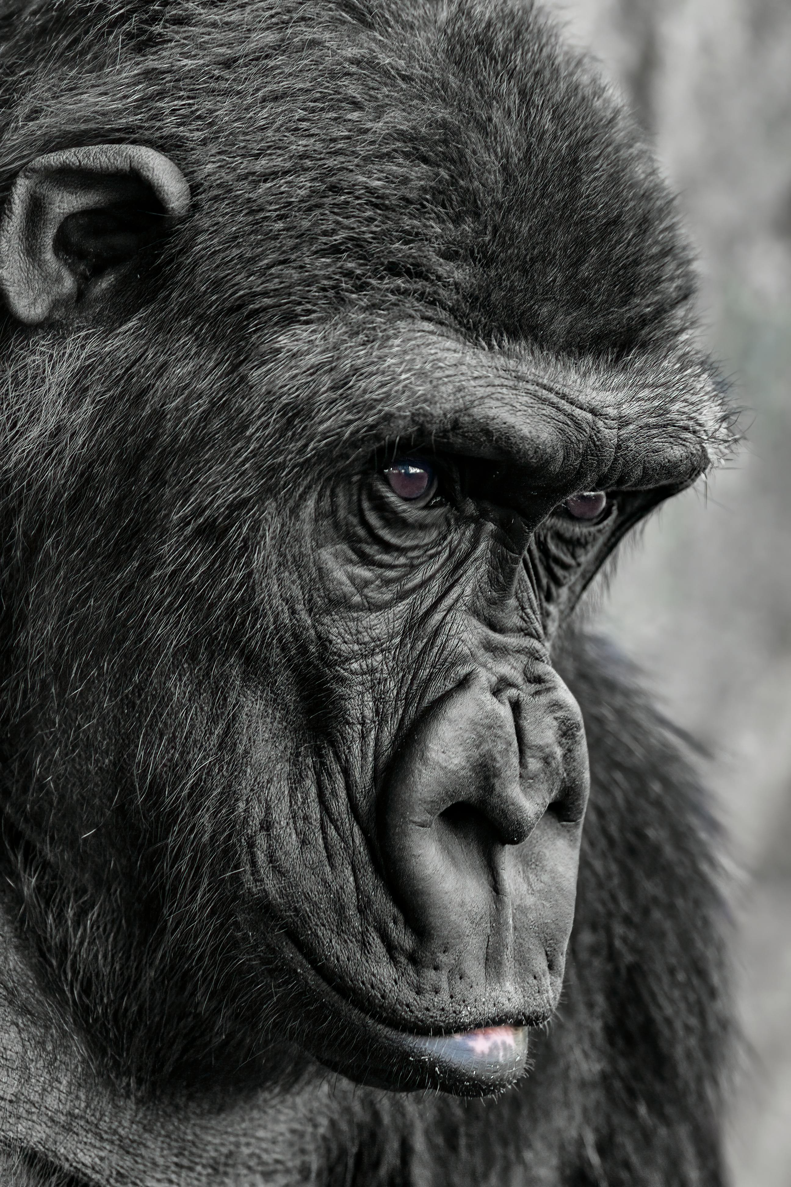 close up of the head of a gorilla