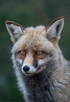 fox photo