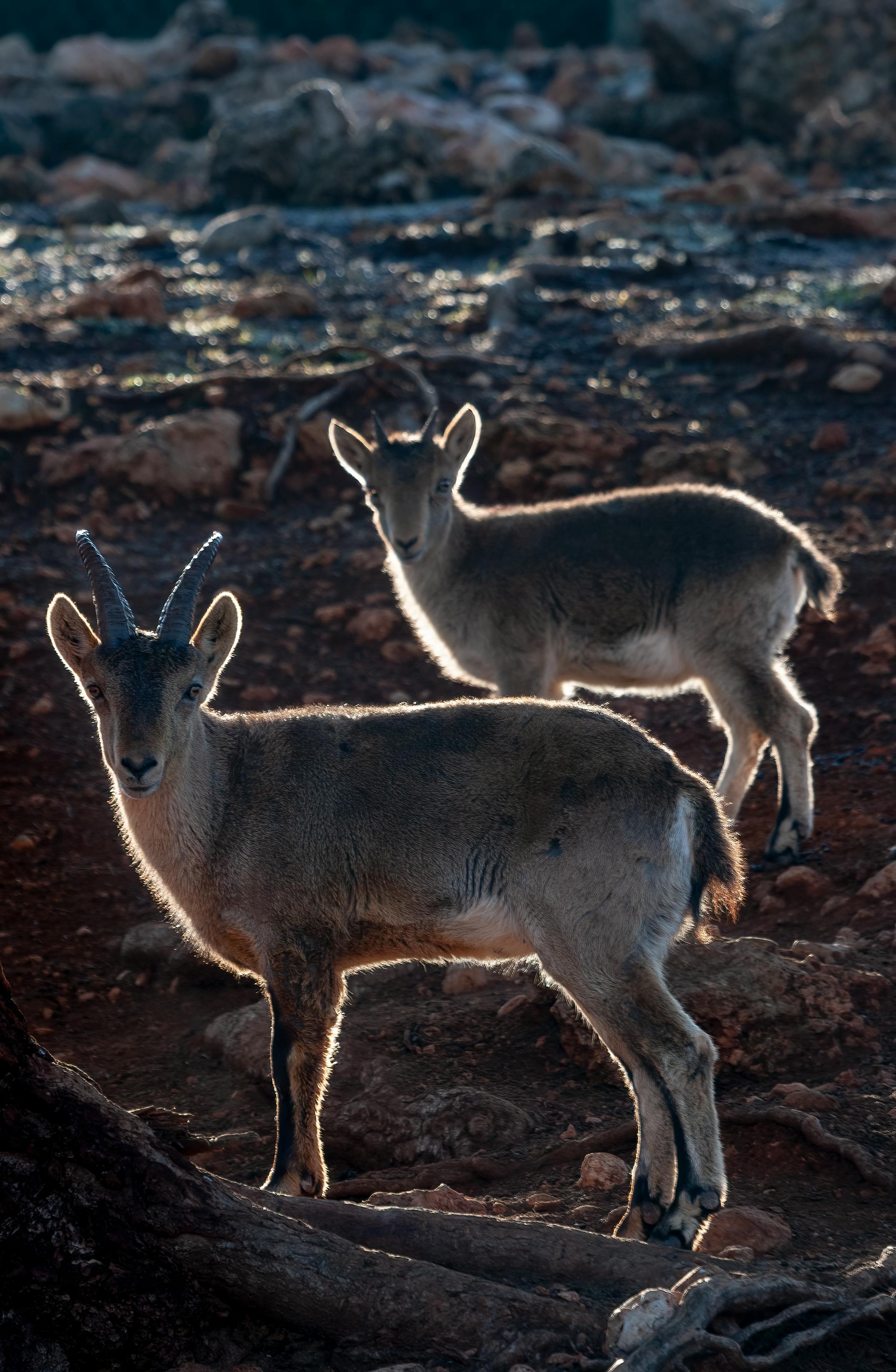 grátis Foto profissional grátis de acidentado, amantes da natureza, animais da montanha Foto profissional