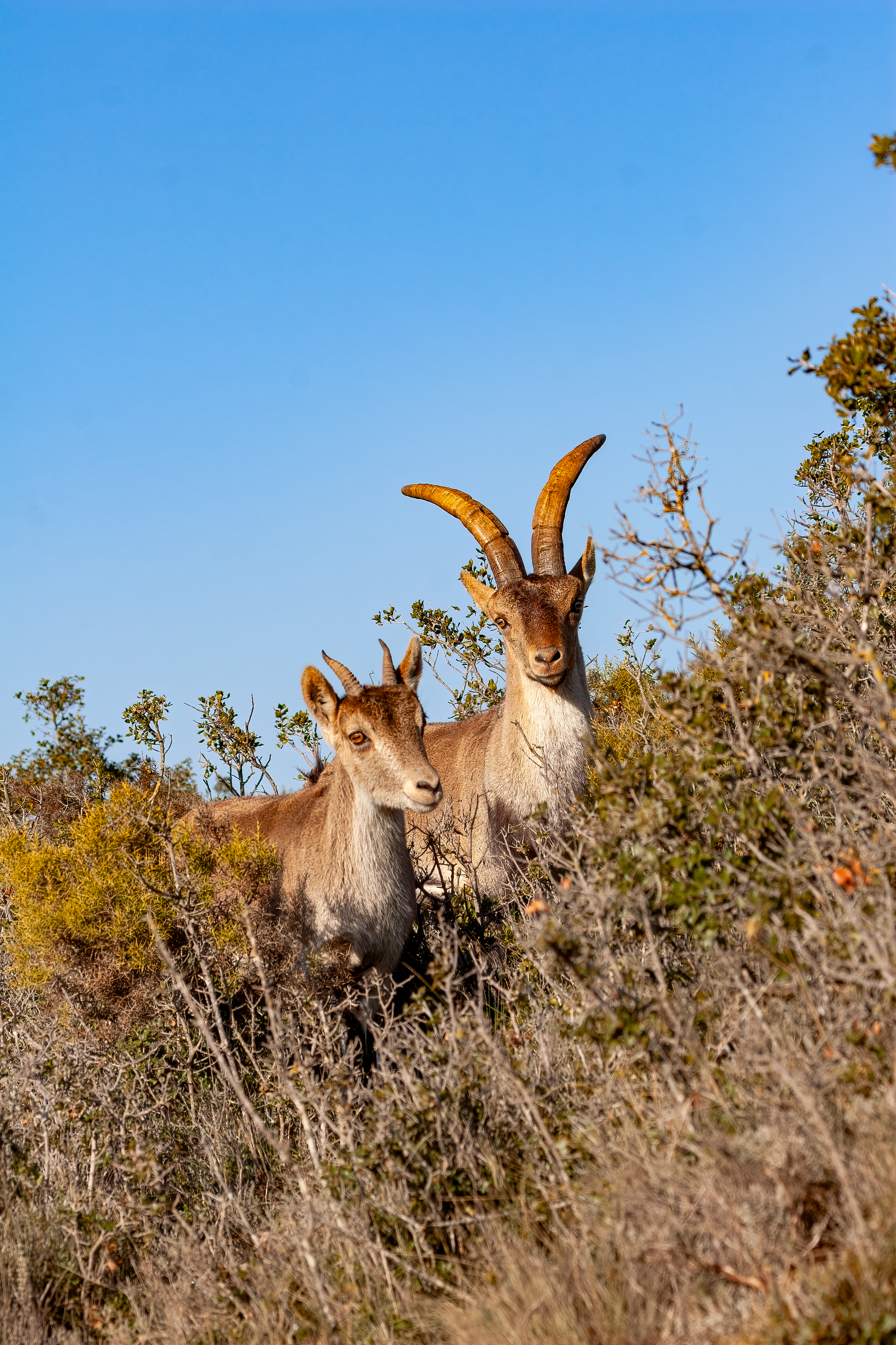 Two Iberian Ibexes · Free Stock Photo