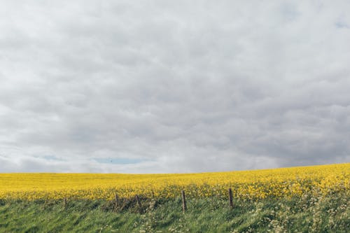 無料 緑と黄色の花畑 写真素材