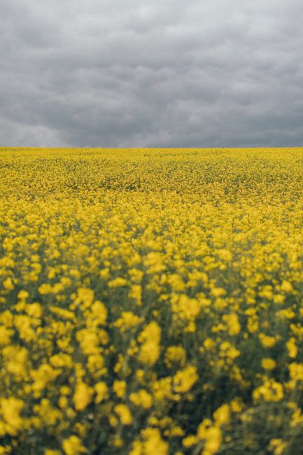 A vibrant canola field with yellow blooms under dark clouds, depicting countryside serenity.