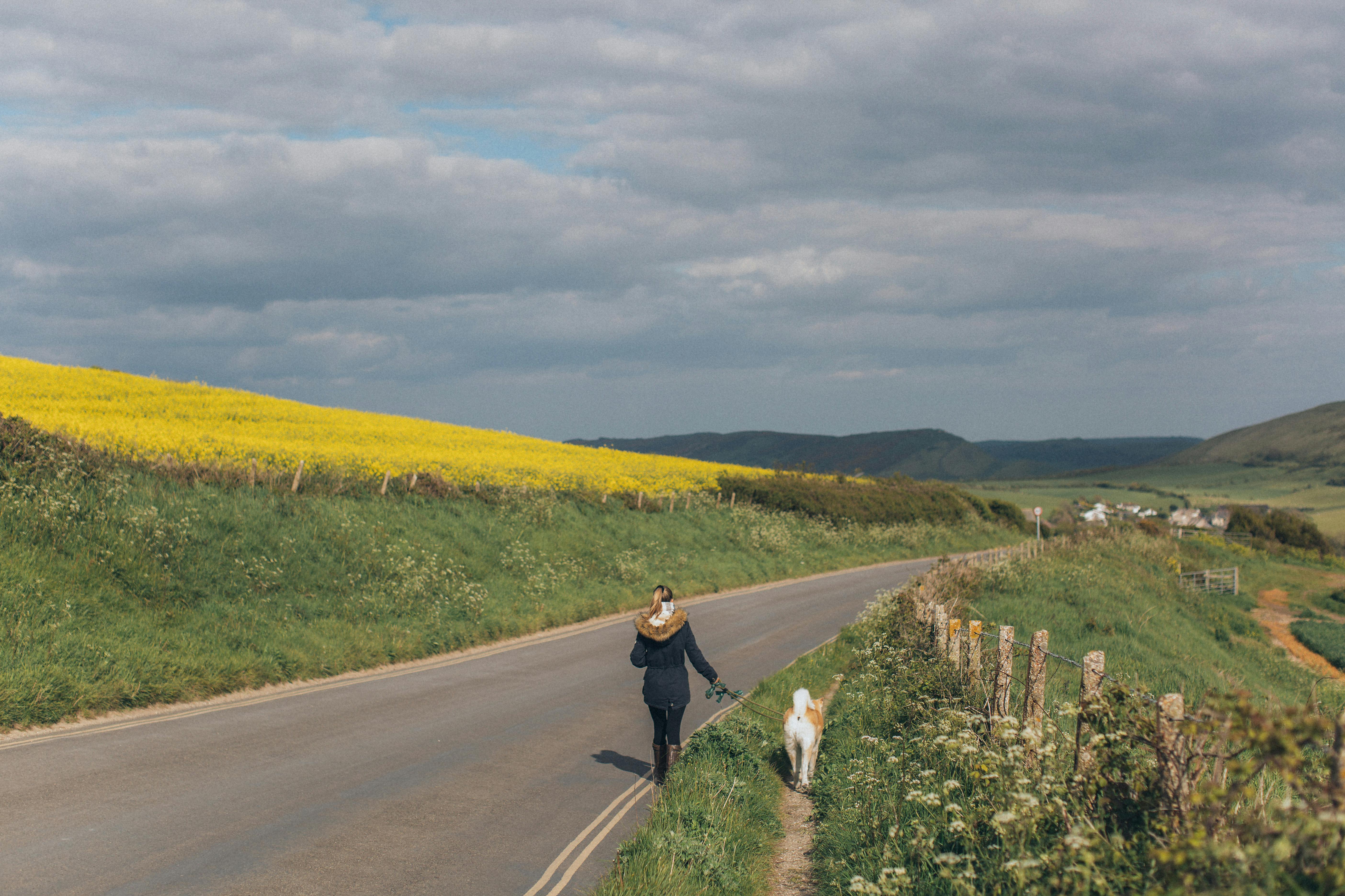 在多云的天空下，宁静的乡村道路旁，一个人正遛狗经过一片充满活力的黄色田野